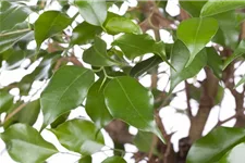 Birken-Feige Topfgröße 45 cm, Pflanzenhöhe 150 cm