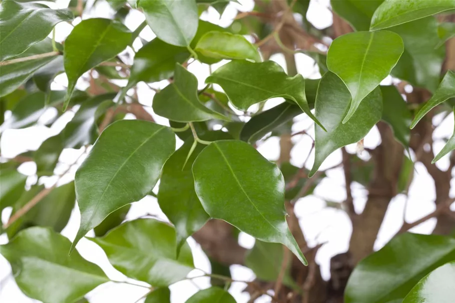 Birken-Feige Topfgröße 45 cm, Pflanzenhöhe 150 cm