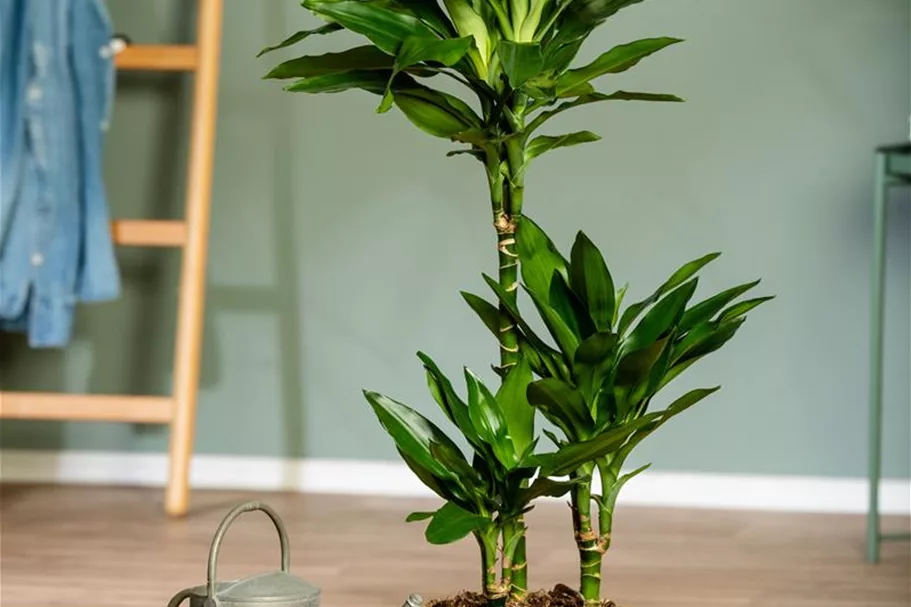 Drachenbaum 'Janet Lind' Topfgröße 30 cm, Pflanzenhöhe 140 cm