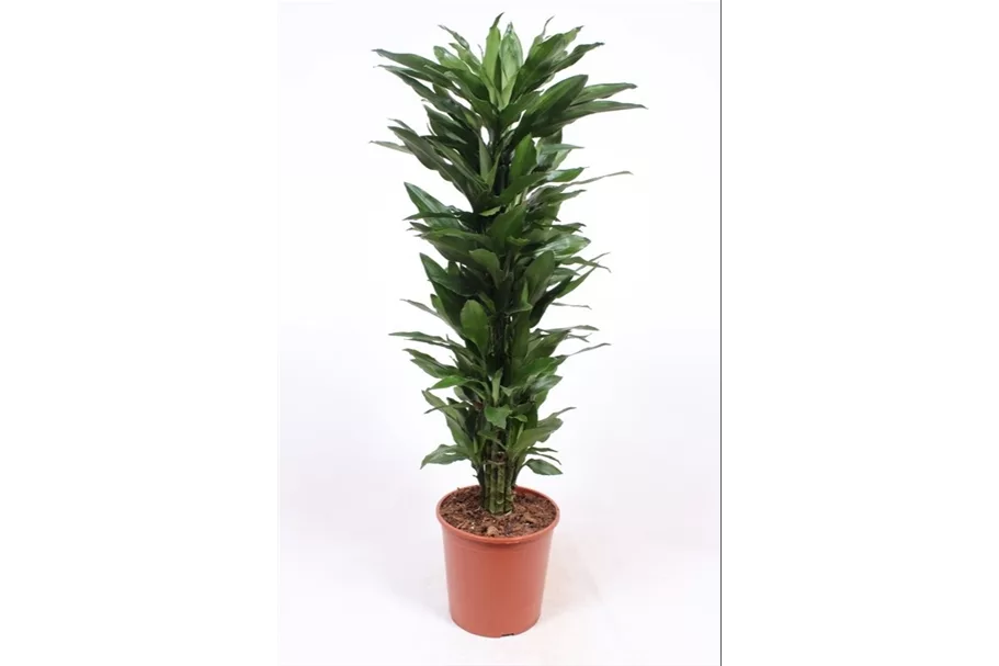 Drachenbaum 'Janet Lind' Topfgröße 30 cm, Pflanzenhöhe 140 cm