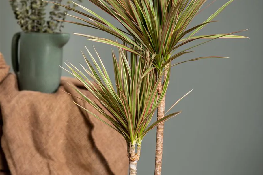 Drachenbaum 'Bicolor' Topfgröße 24 cm, Pflanzenhöhe 120 cm