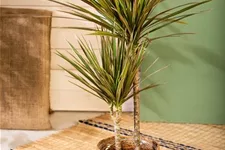 Drachenbaum 'Bicolor' Topfgröße 24 cm, Pflanzenhöhe 120 cm