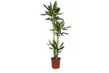 Drachenbaum 'Green' Topfgröße 24 cm, Pflanzenhöhe 150 cm