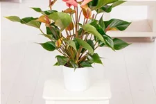 Flamingoblume 'KARMA Joli Peach' Topfgröße 12 cm, Pflanzenhöhe 35 cm