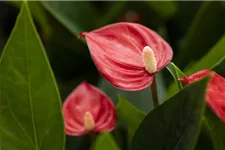 Flamingoblume 'KARMA Million Flowers' Topfgröße 12 cm, Pflanzenhöhe 35 cm