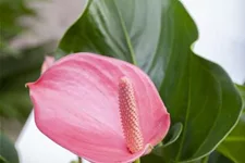 Flamingoblume 'KARMA Pink' Topfgröße 12 cm, Pflanzenhöhe 40 cm