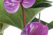 Flamingoblume 'KARMA Purple' Topfgröße 12 cm, Pflanzenhöhe 35 cm