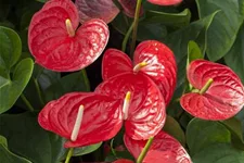 Flamingoblume 'KARMA Red' Topfgröße 12 cm, Pflanzenhöhe 35 cm
