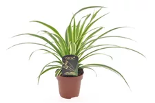 Grünlilie 'Vittatum' Topfgröße 12 cm, Pflanzenhöhe 25 cm