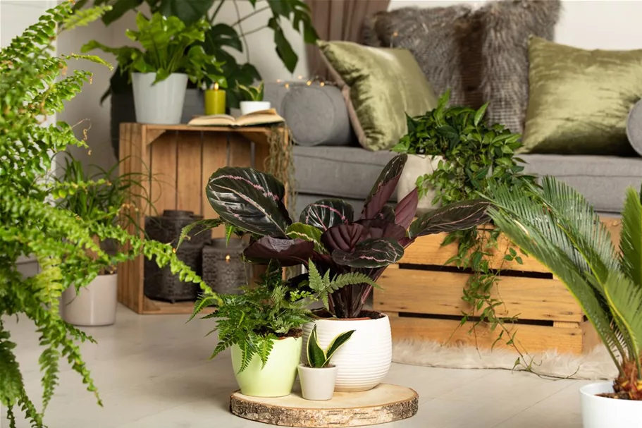 Grünpflanzen online kaufen bei Olerum