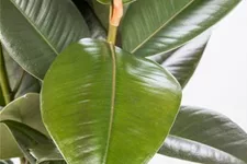 Gummibaum 'Robusta' Topfgröße 17 cm, Pflanzenhöhe 45 cm