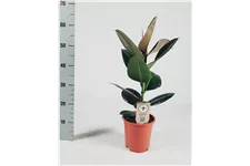 Gummibaum 'Robusta' Topfgröße 17 cm, Pflanzenhöhe 45 cm