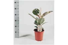 Gummibaum 'Tineke' Topfgröße 17 cm, Pflanzenhöhe 45 cm