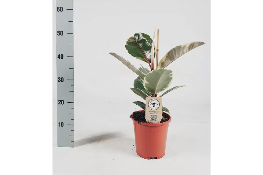 Gummibaum 'Tineke' Topfgröße 17 cm, Pflanzenhöhe 45 cm