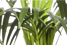 Kentiapalme Topfgröße 21 cm, Pflanzenhöhe 110 cm