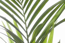 Kentiapalme Topfgröße 27 cm, Pflanzenhöhe 140 cm