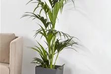 Kentiapalme Topfgröße 27 cm, Pflanzenhöhe 140 cm