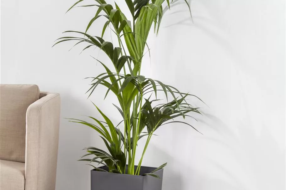 Kentiapalme Topfgröße 24 cm, Pflanzenhöhe 120 cm
