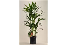 Kentiapalme Topfgröße 21 cm, Pflanzenhöhe 110 cm