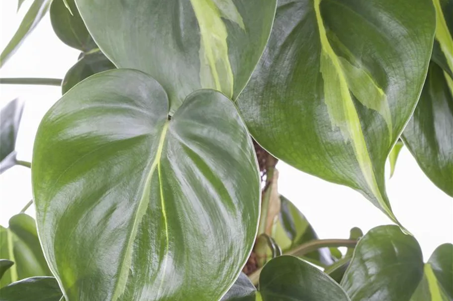 Philodendron Topfgröße 27 cm, Pflanzenhöhe 150 cm