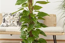 Philodendron Topfgröße 27 cm, Pflanzenhöhe 150 cm