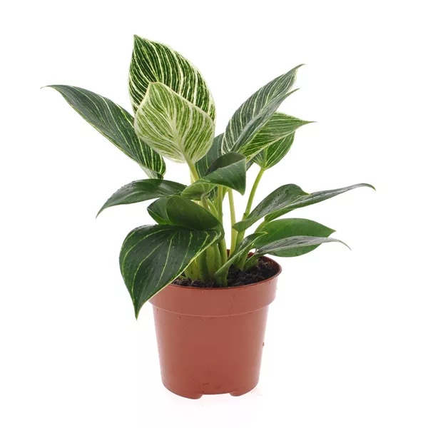 Philodendron 'White Wave'