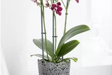 Schmetterlingsorchidee Topfgröße 12 cm, Pflanzenhöhe 60 cm