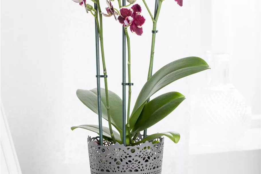 Schmetterlingsorchidee Topfgröße 12 cm, Pflanzenhöhe 60 cm
