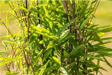 Bambus 'Black Pearl' Topfgröße 5 Liter / Höhe 50-60cm