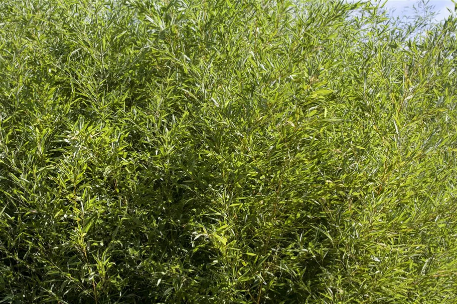 Gartenbambus 'Gigant Green' Topfgröße 5 Liter / Höhe 50-60cm