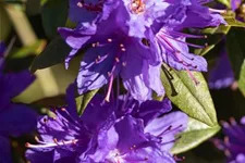 Kleinblättriger Rhododendron Topfgröße 2,3 Liter
