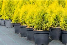 Lebensbaum 'Golden Smaragd'® Topfgröße 2 Liter / Höhe 30-40cm