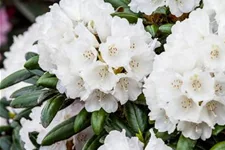 Rhododendron 'Koichiro Wada' Topfgröße 6 Liter / Höhe 25-30cm