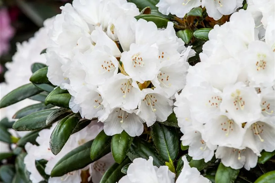 Rhododendron 'Koichiro Wada' Topfgröße 6 Liter / Höhe 25-30cm