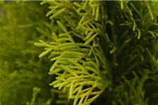 Lebensbaum 'Golden Smaragd'® Topfgröße 2 Liter / Höhe 30-40cm