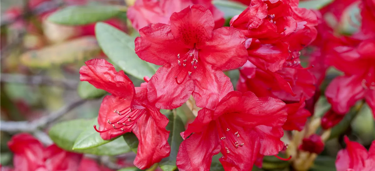 Yaku-Rhododendron 'Bohlken´s Roter Stern'® Topfgröße 5 Liter, Easydendron ®
