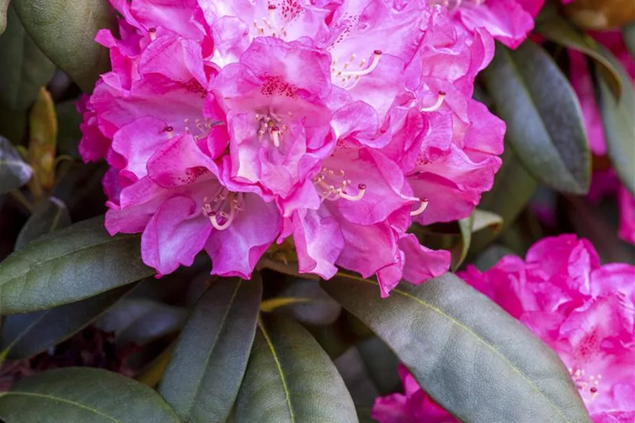 Rhododendron 'Anuschka' Topfgröße 5 Liter, Easydendron ®