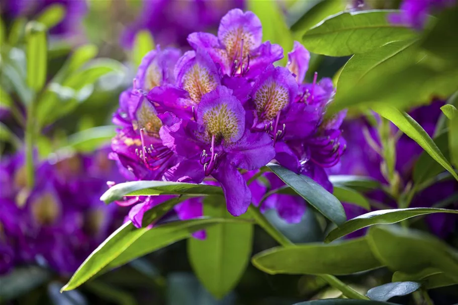 Rhododendron hybrida 