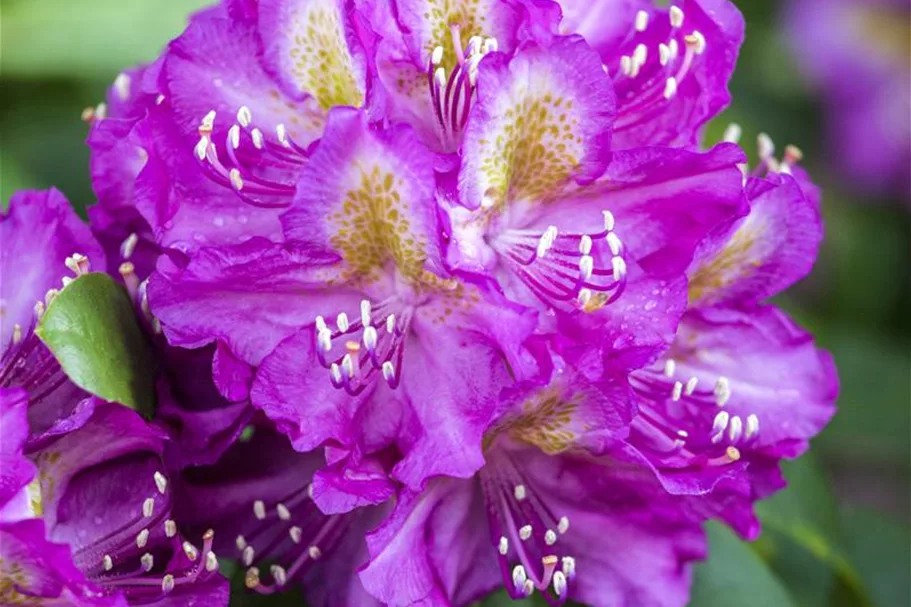 Rhododendron hybrida 