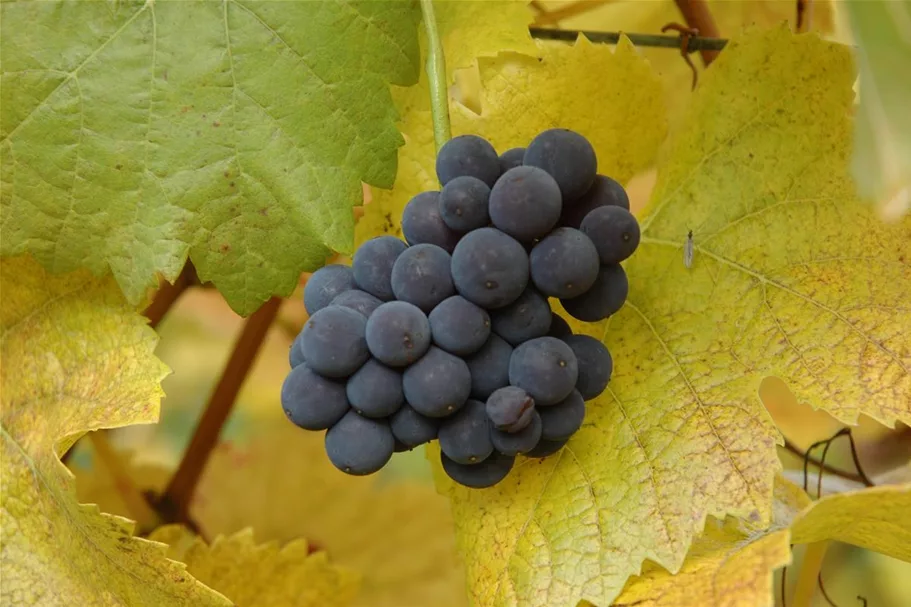 Vitis vinifera 'Muskateller' Topfgröße 3 Liter, Höhe 80-100cm