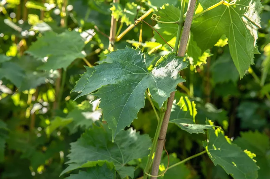 Vitis vinifera 'Muskateller' Topfgröße 3 Liter, Höhe 80-100cm
