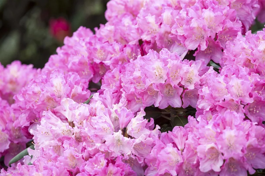 Yaku-Rhododendron 'Kalinka' Topfgröße 5 Liter, Easydendron ®