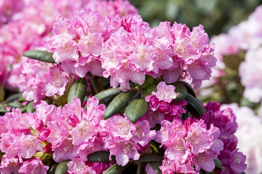 Yaku-Rhododendron 'Kalinka' Topfgröße 5 Liter, Easydendron ®
