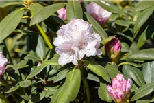 Yaku-Rhododendron 'Schneekrone' Topfgröße 5 Liter, Easydendron ®