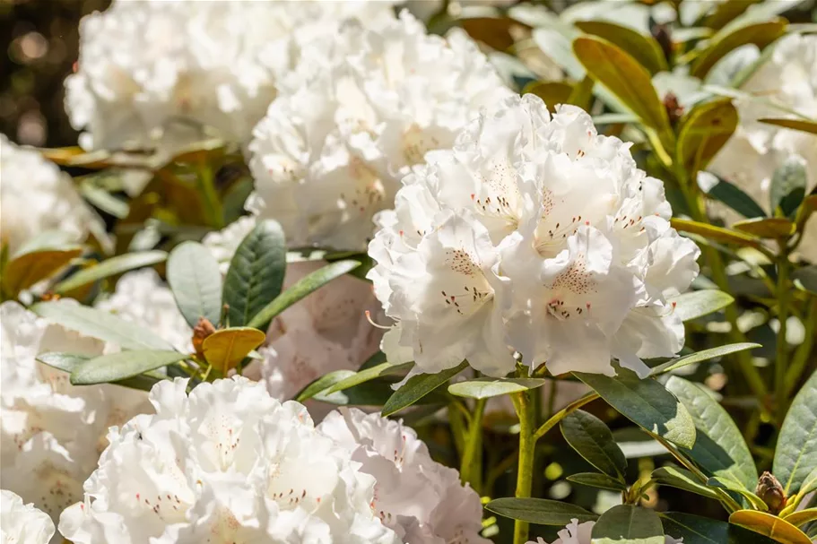 Yaku-Rhododendron 'Schneekrone' Topfgröße 5 Liter, Easydendron ®