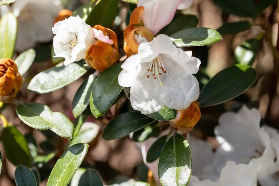 Yaku-Rhododendron 'Bienenkönigin' Topfgröße 5 Liter / Höhe 30-40cm