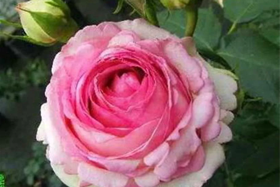 Strauchrose 'Eden Rose 85'® 5 Liter Topf