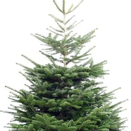 Weihnachtsbaum Nordmanntanne 