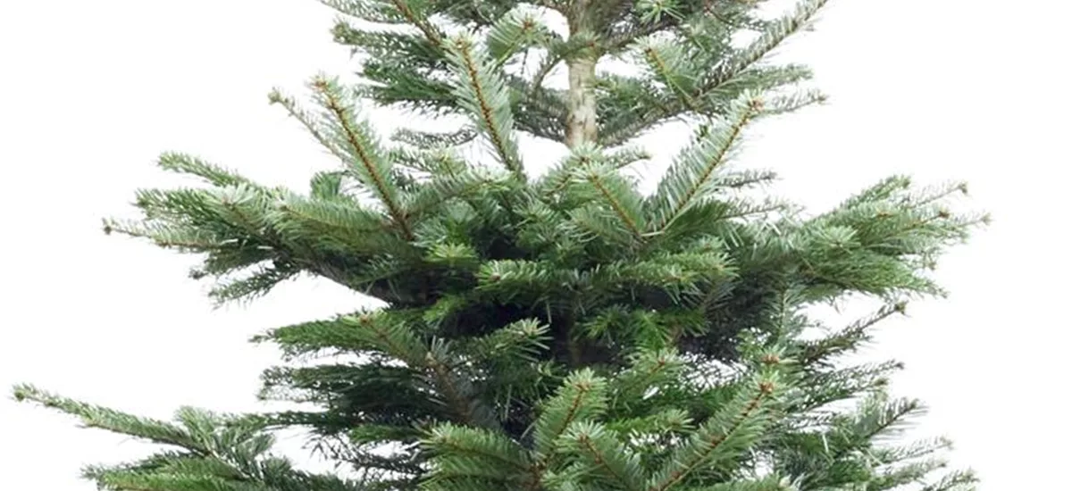 Weihnachtsbaum Nordmanntanne klein - 100-125 cm