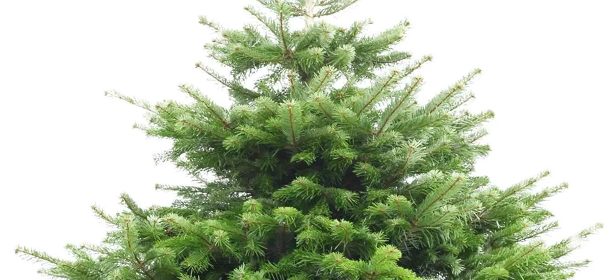 Weihnachtsbaum Nordmanntanne mittelgroß - 125-150 cm